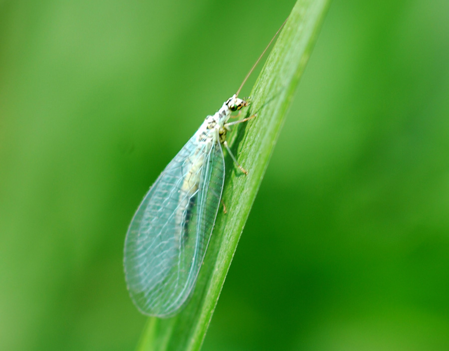 abito da sposa (Chrysopidae)